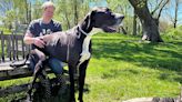 Kevin, world’s tallest male dog, dies shortly after securing record