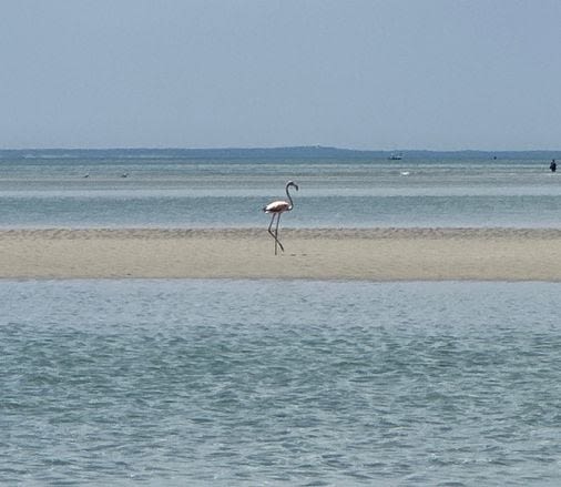 Flamingo spotted on Cape Cod beach; ‘A monumentally rare’ sight, expert says - The Boston Globe