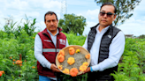 CDMX quiere revivir cempasúchil nativo: la clave está en una semilla hallada en Teotihuacán