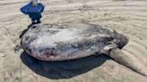 Giant 7-foot Sunfish Found on Oregon Beach Turns Out to Be Rarest Member of the Species