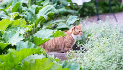 How to Keep Cats Out of Your Yard: 7 Simple Solutions