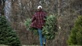 10 Christmas tree farms where you can pick up — and maybe cut down — your live tree