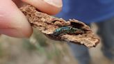 Texas forests threatened by spread of invasive beetle