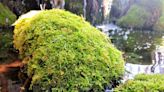 Moss madness: Delicate plants filter water, reduce erosion, add texture