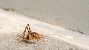 Little Brown Crickets in Your Home? How to Get Rid of Them Fast Before They Lay Eggs