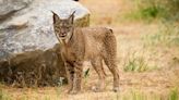 Hallan atropellado en Málaga a 'Tilo', un lince ibérico que había sido reintroducido en 2023 en Lorca