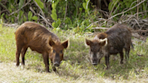 Please, Don’t Shoot the Wild Pigs. It Only Makes Them More Educated.