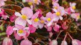 How to Grow and Care for Begonia Grandis, a Colorful Shade-Loving Plant