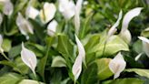 Easy gardening tip to know when a peace lily needs repotting