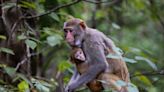 Monkeys in Florida are considered invasive, and these are the 5 species found here