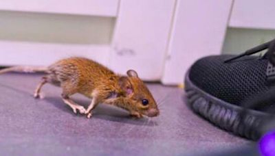 Expert reveals top tips to prevent rats and mice from invading your home this winter