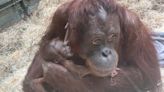 'Wonderful news': Bornean orangutan born at UK zoo for first time in 20 years