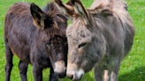 Moment Grieving Donkey Finds Comfort in His New Companion Is Everything