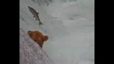 Watch: Famous ‘Shower Bear’ in top salmon-catching form again