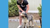 Dog rescued from a storm drain in Sparta, NJ