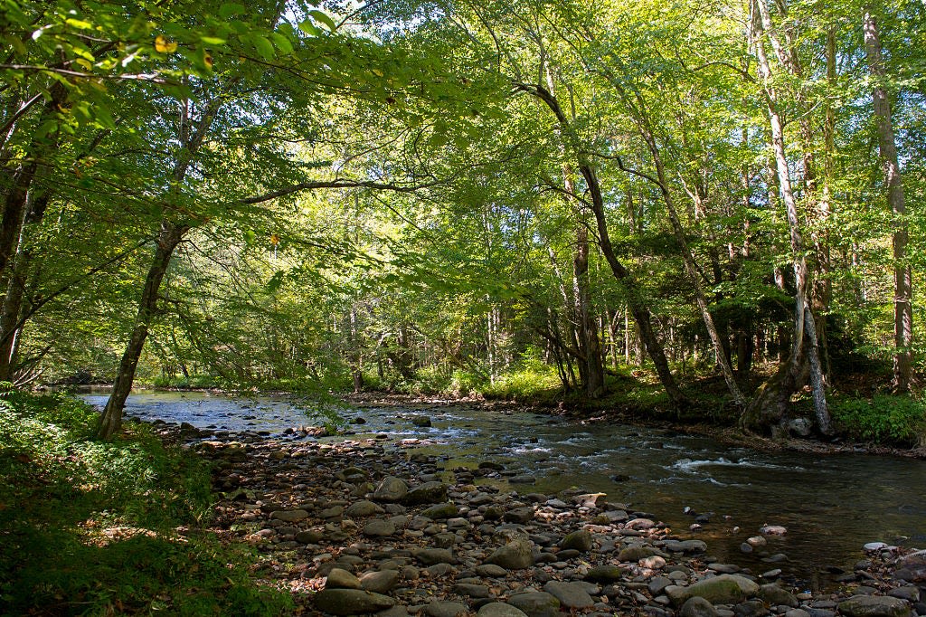 What does a sizzling summer mean for autumn leaves?