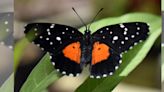 Mariposas “parche carmesí”: Esta es la razón por la que llegaron de forma masiva a Hidalgo