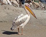 Great white pelican