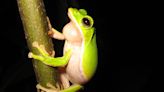 諸羅樹蛙遺傳調查 雲嘉、麻豆與永康三族群宜加強棲地保育