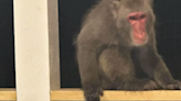 Missing monkey in Colleton County is deceased; was not recaptured alive: Officials - ABC Columbia