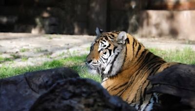 Dos tigres de bengala aterrizan en el zoo de Córdoba procedentes del norte de Francia