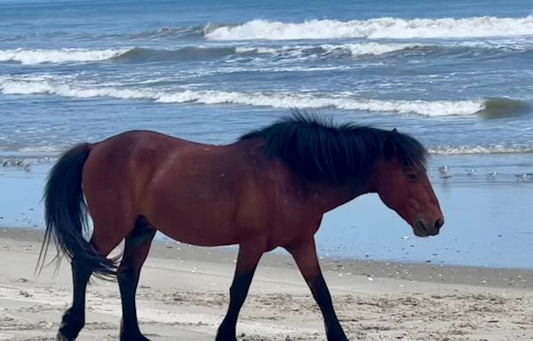 Wild Horse Is Euthanized After Being Hit by a Vehicle in the Outer Banks