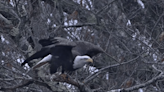 You will appreciate the power and grace this eagle demonstrates