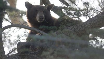 Woman found dead inside California home marks state's first fatal black bear attack