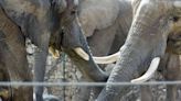 Animal rights group names Kansas City Zoo among worst for elephants. Zoo CEO disagrees
