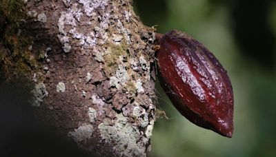 Low prices, pay delays drive Ghana cocoa farmers to smugglers