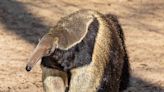 “He Is A Teenager!” Watch Keepers Try And Fail To Wake Sleepy 22-Year-Old Anteater