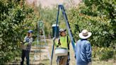 El calor, un peligro para trabajadores agrícolas de Stanislaus y la región del Valle