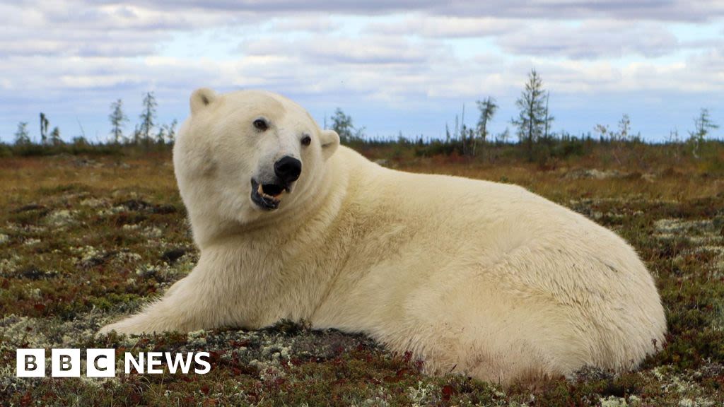 Polar bear trackers help keep people and bears apart