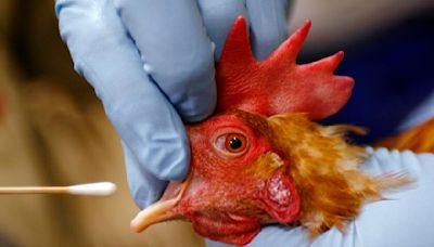 Live poultry markets may be source of bird flu virus in San Francisco wastewater