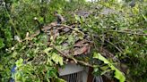 Houses damaged, trees uprooted as whirlwind lashes Kozhikode