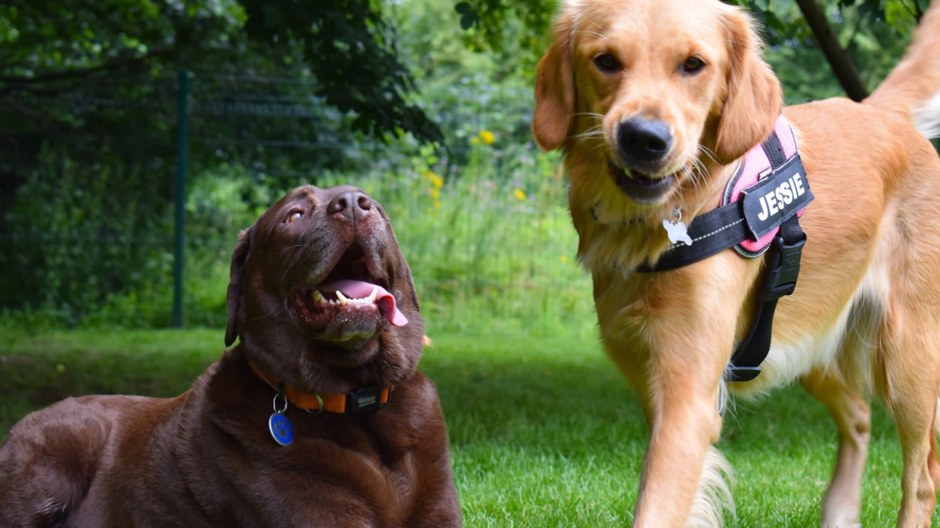 Sea of Thieves Developer Rare Now Has a Dedicated Doggo Park | TechRaptor