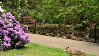 "Des organes humains ou animaux" découverts dans un parc du sud de Londres, une enquête ouverte