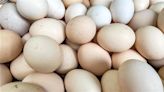 蛋價續降至2年新低 產地價每台斤30.5元