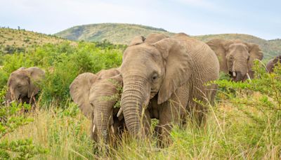 Elephants trample tourist to death after he left car to take photos