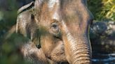 Third Dublin Zoo elephant tests positive for 'serious and unpredictable illness'