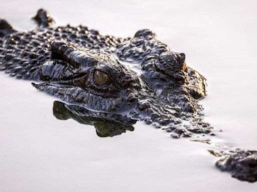 Fears for Australian child missing after croc attack