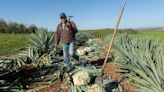 California has a new take on mezcal and tequila. How Sacramento-area farmers are leading it