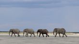 Botswana lauded for its elephant conservation at global wildlife trade conference