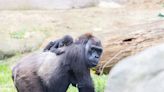 WATCH: Baby gorilla Jameela’s surrogate mom turns 50 at Cleveland Metroparks Zoo