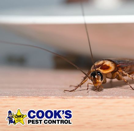 cook pest control