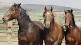 BLM Announces Wild Horses, Burros Up for Adoption in Grass Valley, California on May 11-12, 2024