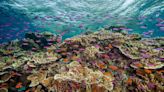 Equilibrium/Sustainability — Half of global reefs may be unsuitable by 2035