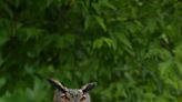 Beaver County goes to the birds... for enjoyment and education