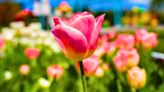 Tulips will grow back bigger and stronger if gardeners do a 5-minute job in May
