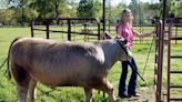 Moove over developers. Livestock show helps keep Santa Rosa connected to its country roots